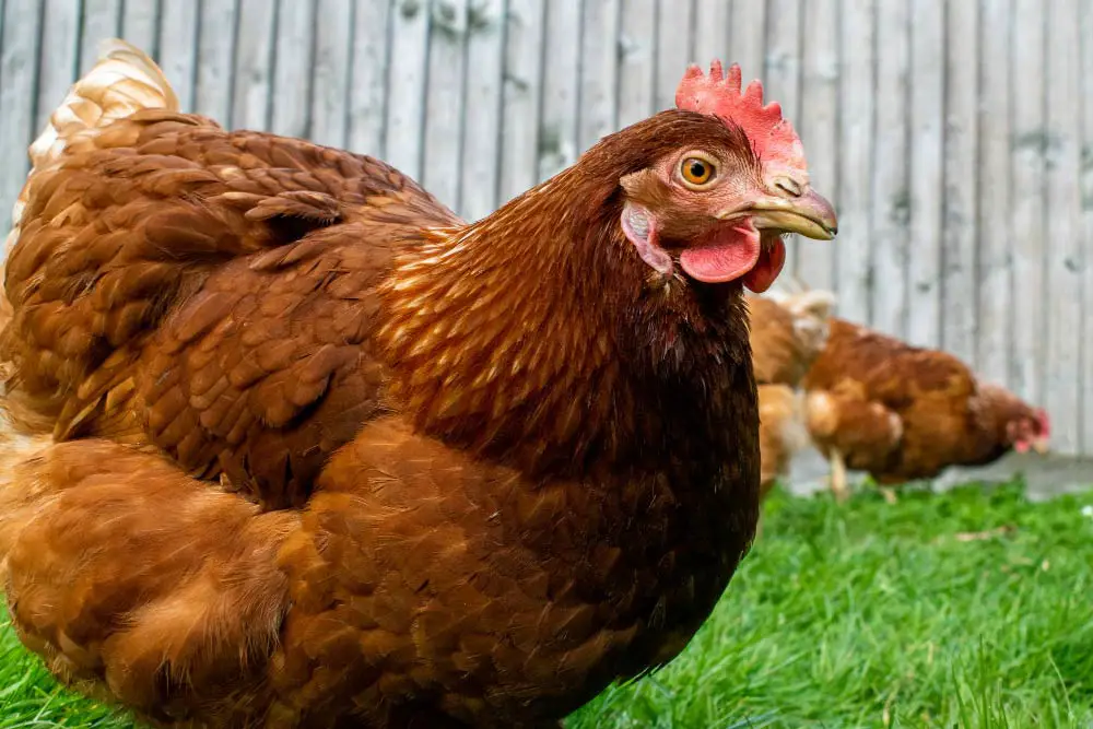 poule dans un jardin