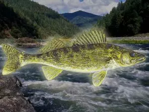 Quelle est la saveur du poisson doré